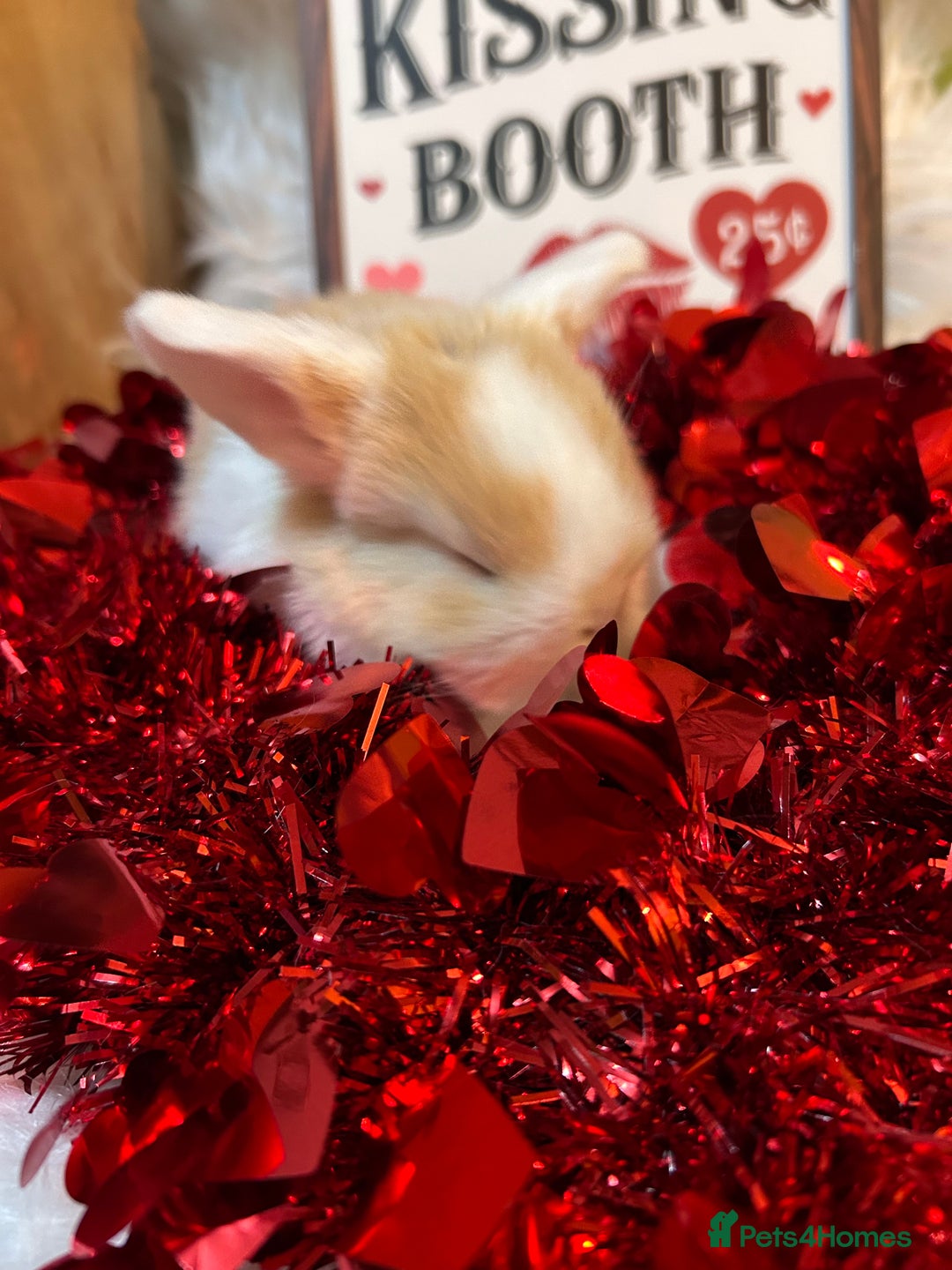 Mini Lop rabbits for sale: 🌼Mini lop Girls 🌼 - Advert 21