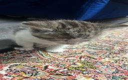 European cats for sale: 1 female kitten in Huddersfield - Image 2