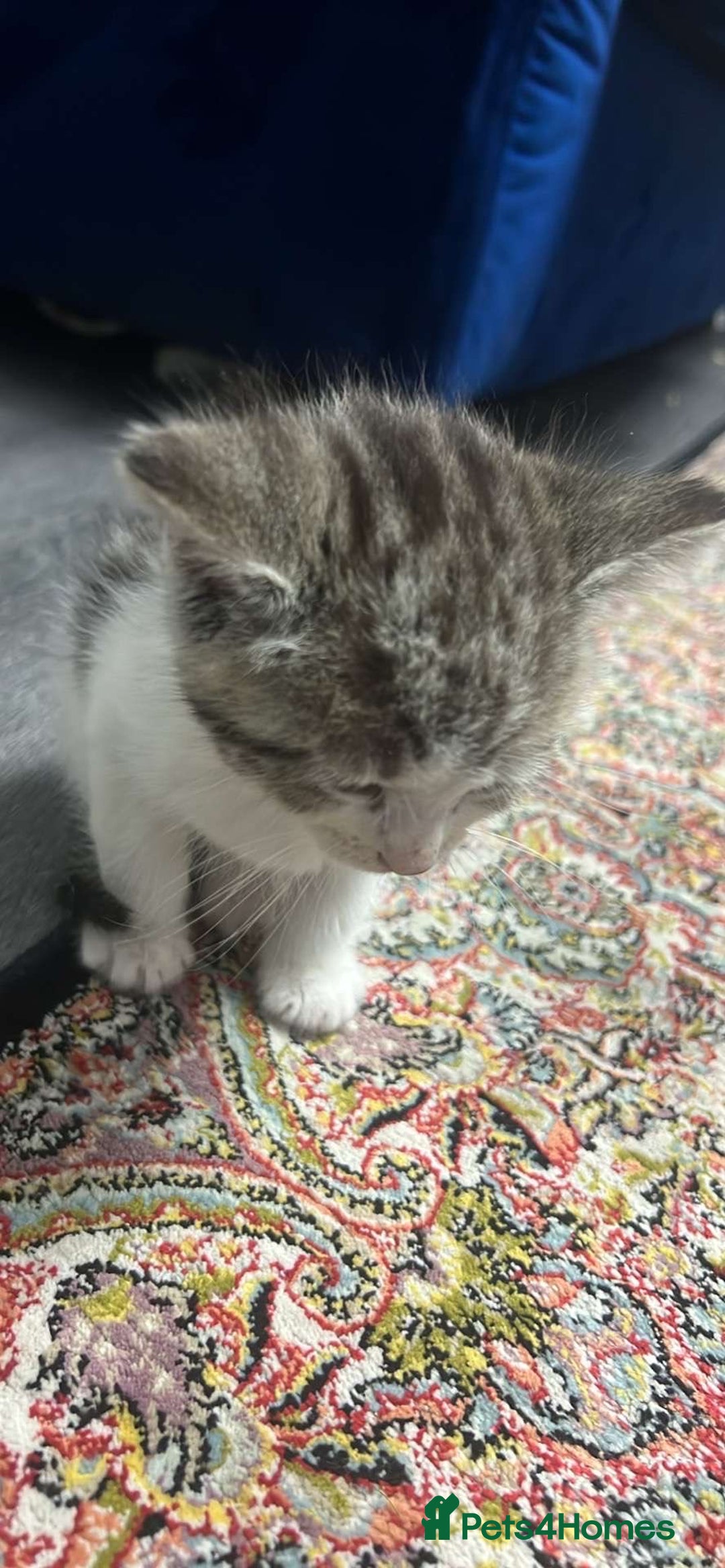 European cats for sale: 1 female kitten in Huddersfield - Image 2