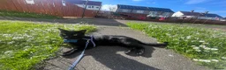 Domestic Shorthair cats for sale: Black male cat in Gateshead - Advert 3