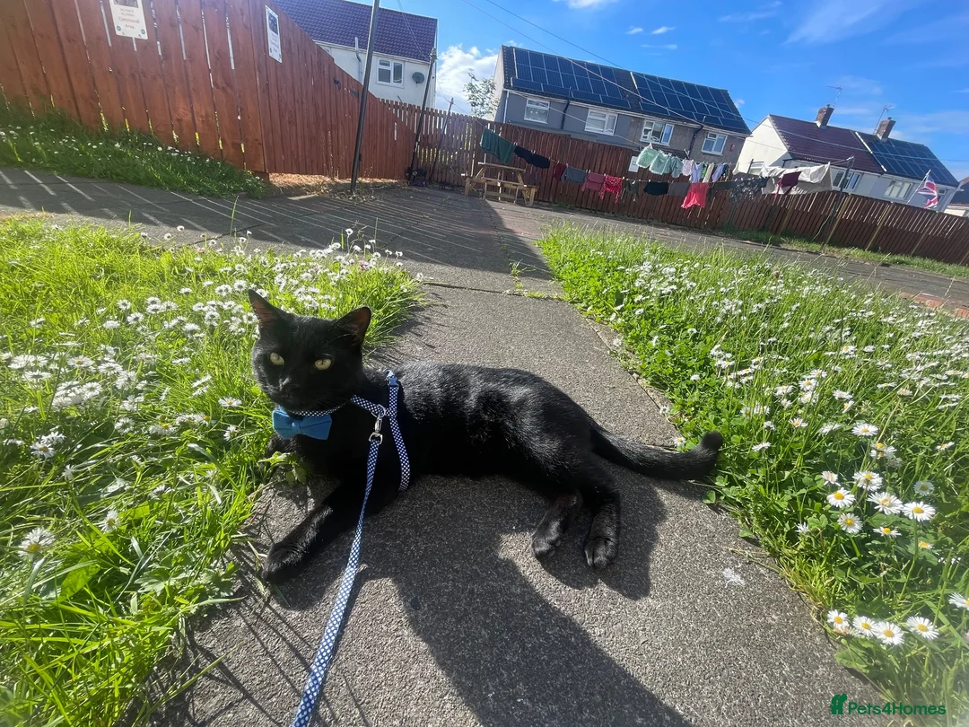 Domestic Shorthair cats for sale: Black male cat in Gateshead - Advert 3