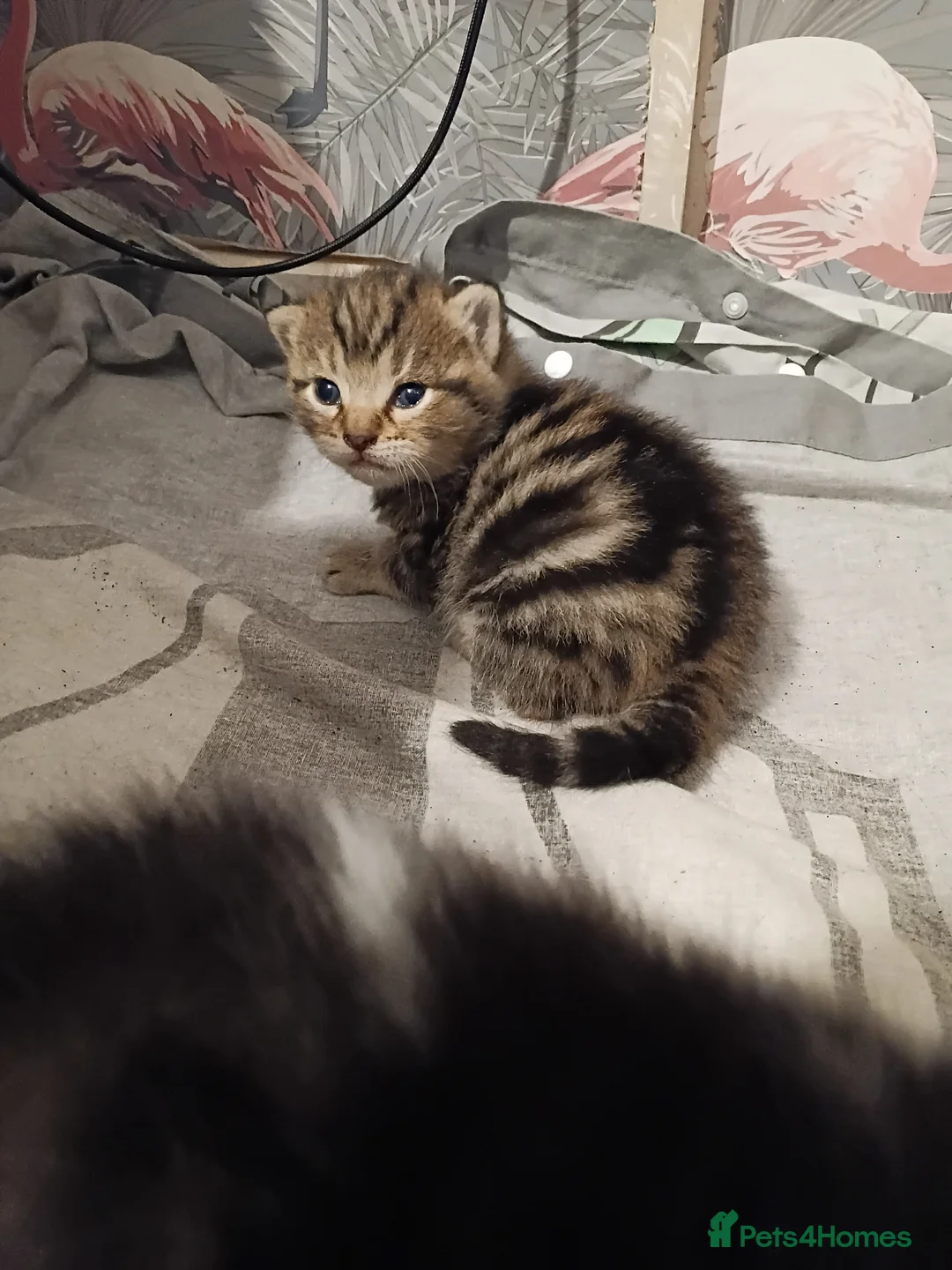 Mixed Breed cats for sale: Tabby babies - Advert 15