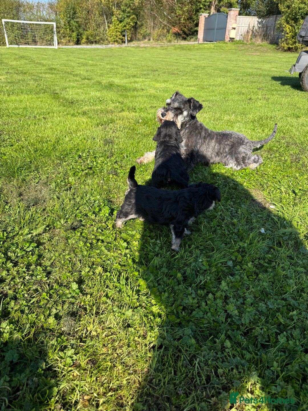 Schnoodle dogs for sale: Stunning Schnoodles, heath tested  - Image 17