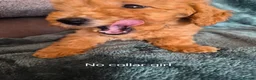 Mini Goldendoodle dogs for sale: Miniature Goldendoodle pups - Advert 10