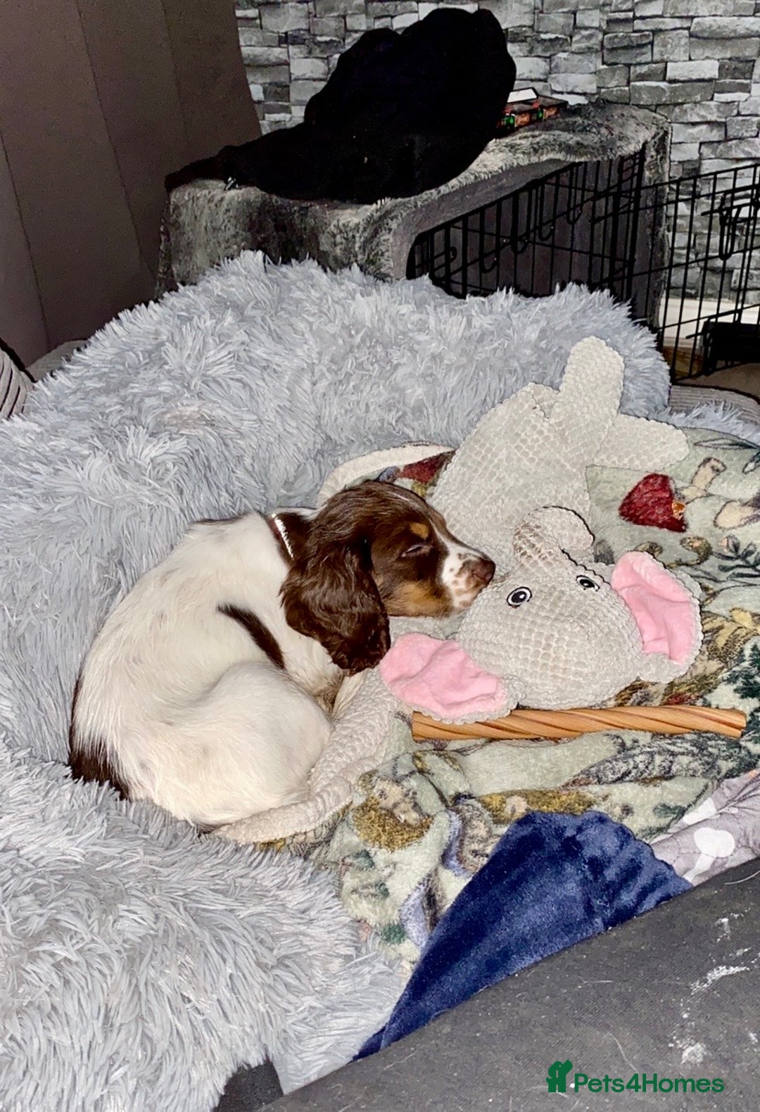 Cocker Spaniel dogs for sale: 💜 ONLY 1 Tri-Coloured Cocker Stunning Girl 💜 - Advert 6