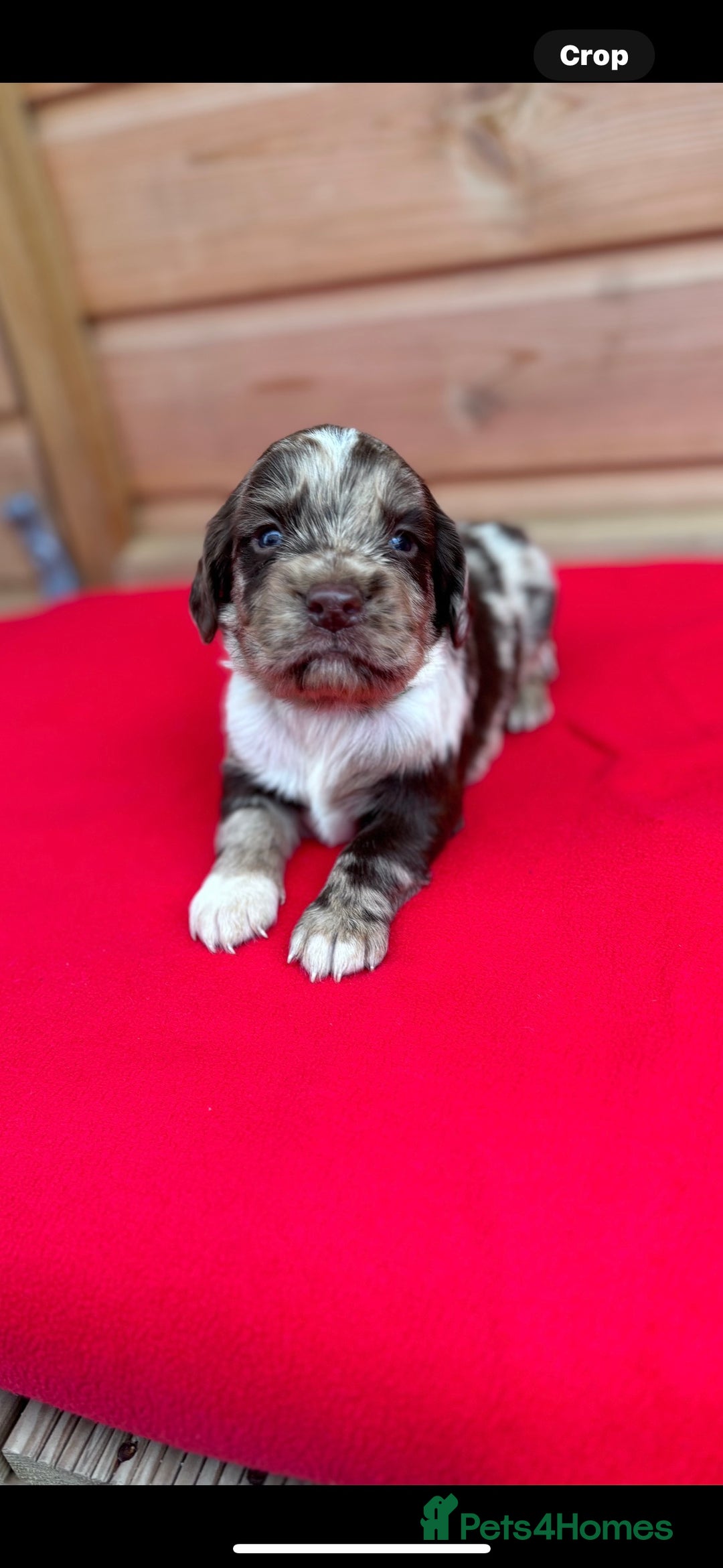 Sprocker dogs for sale: Sprocker spaniel puppies  - Image 3