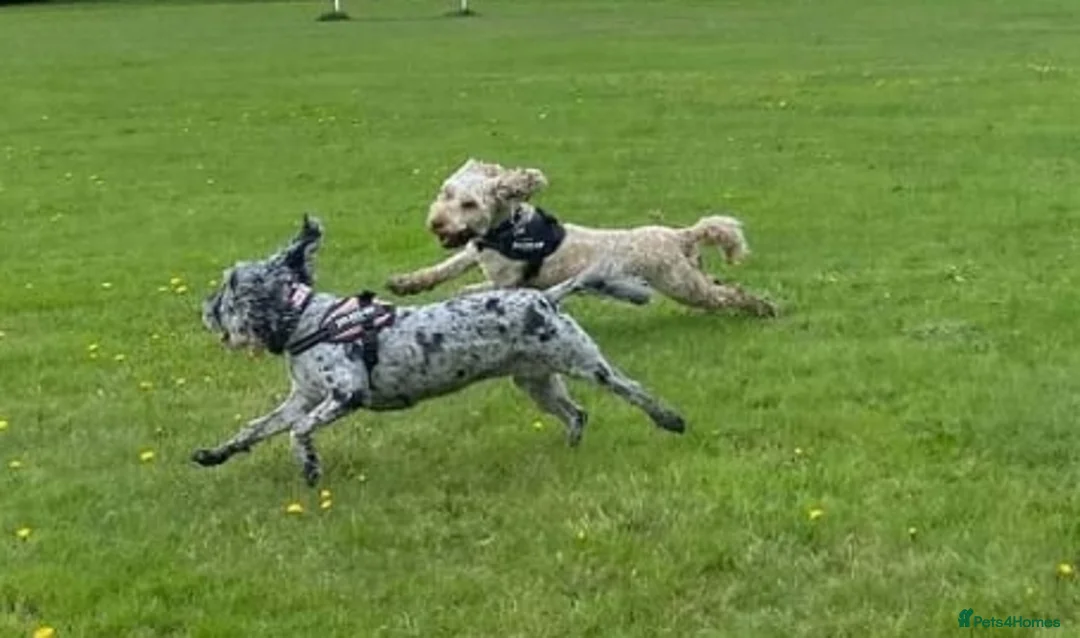 Cockapoo dogs for stud: Buddy - F2b Merle Cockapoo REPEATEDLY PROVEN  Stud in Manchester - Advert 12