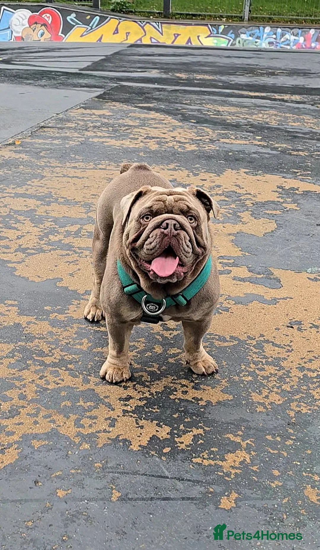 Gallery Image {{count}}