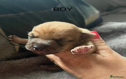 Jack Russell dogs for sale: ** Stunning Pure Miniature Jack Russell Pups ** - Image 13