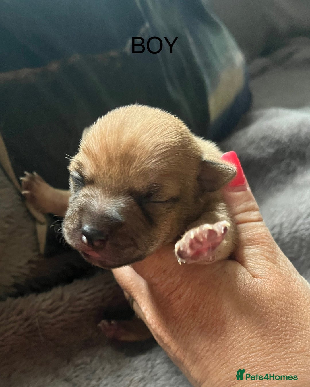 Jack Russell dogs for sale: ** Stunning Pure Miniature Jack Russell Pups ** - Image 13