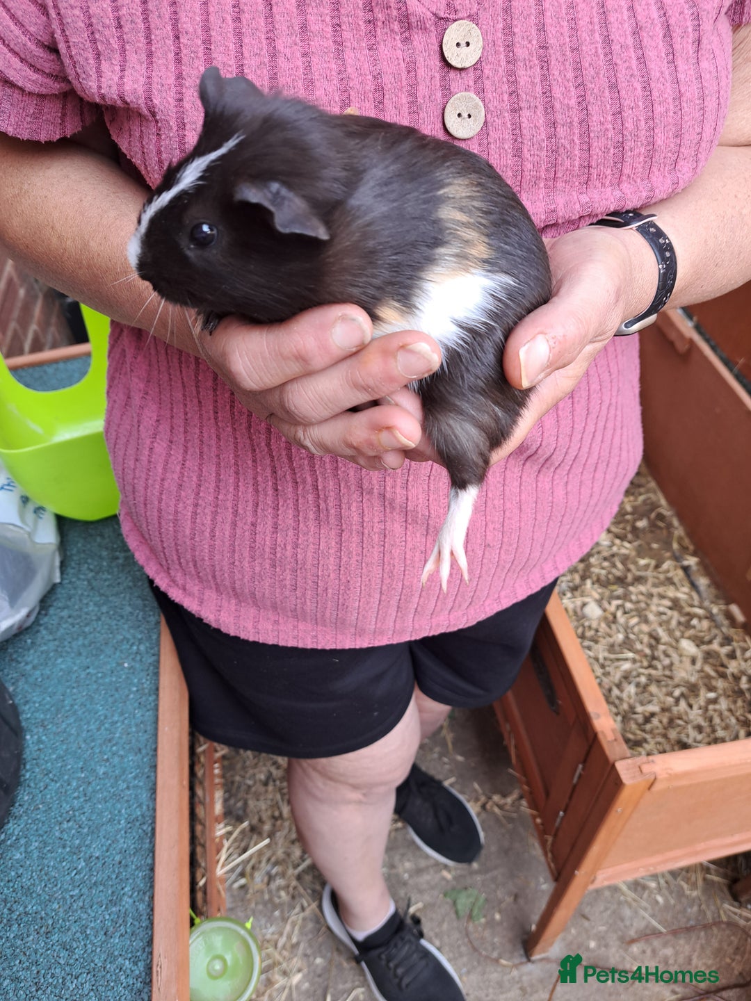 Guinea Pig rodents for sale: Guinea pig - Image 5