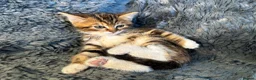 Mixed Breed cats for sale: 4 stunning kittens in Stanley - Advert 5