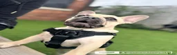 French Bulldog dogs for stud: Fawn French Bulldog Stud - Advert 4