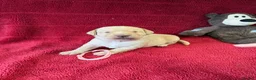 Labrador Retriever dogs for sale: 🐾1 Stunning Labrador Puppy left 👀 🏡 🐾 - Advert 34