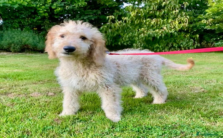 Irish Doodle dogs - Advert 4