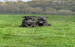 Cane Corso dogs for sale: 9 month old Cane Corso-returned by no fault of his - Image 3
