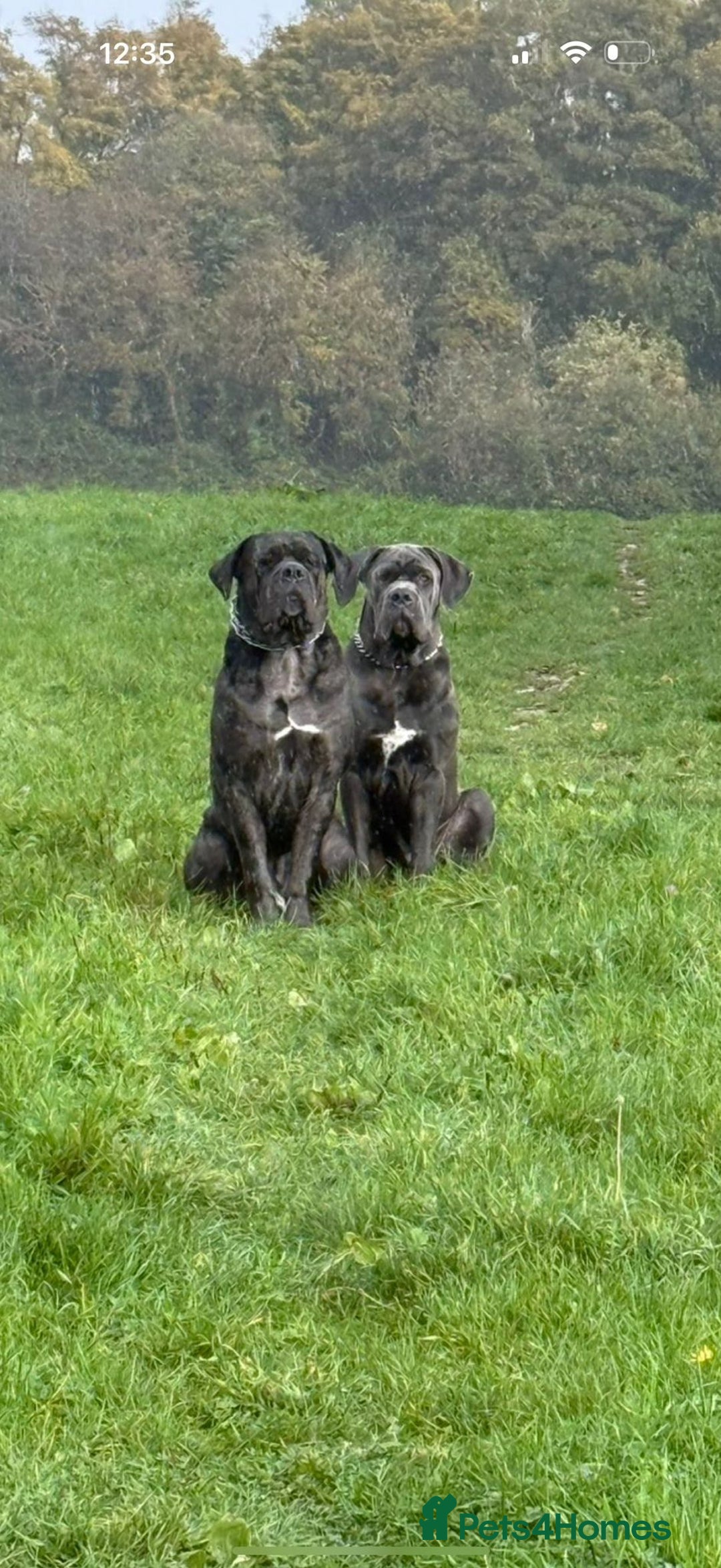 Cane Corso dogs for sale: 9 month old Cane Corso-returned by no fault of his - Image 3