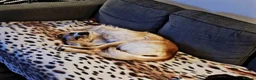 Mixed Breed dogs for adoption: Vinda in Staines - Advert 3