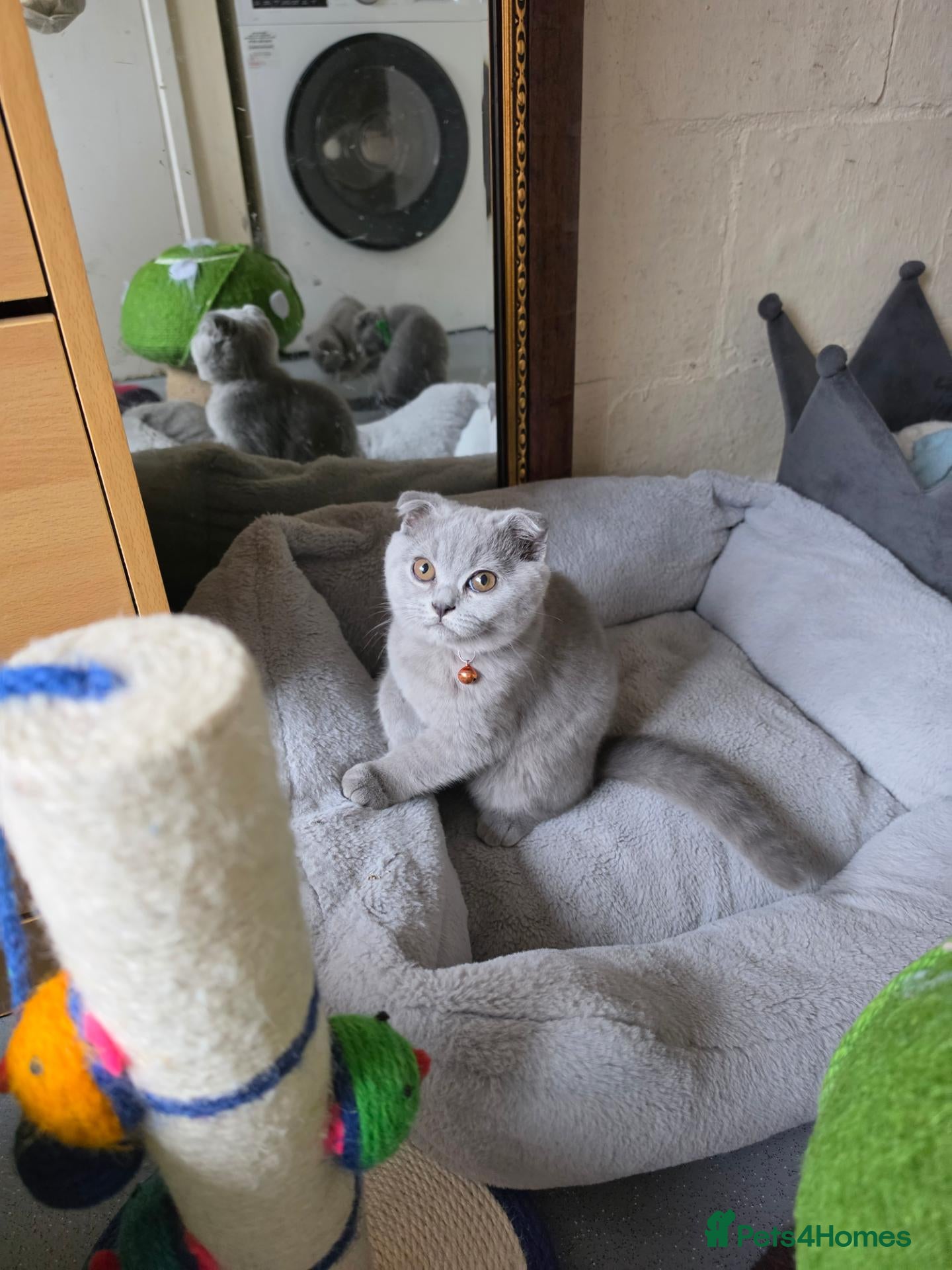 Scottish Fold cats 7 Scottish fold 😍beautiful  healthy kittens - Advert 14