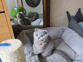 Scottish Fold cats 7 Scottish fold 😍beautiful healthy kittens - Advert 14
