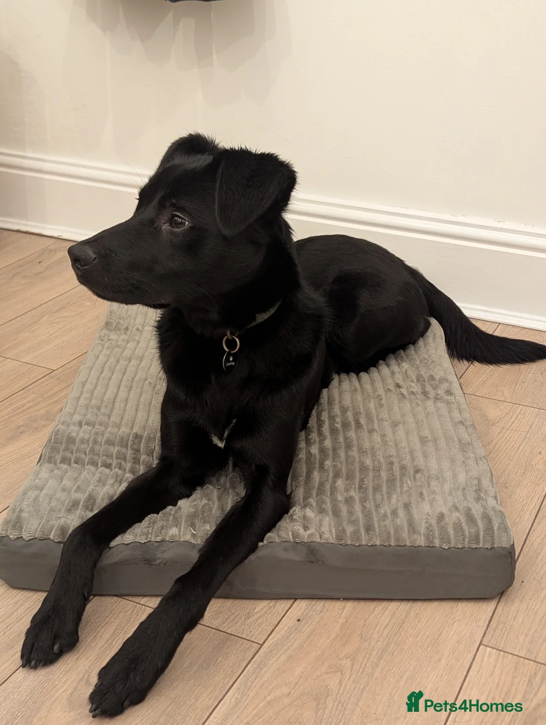 Borador dogs for sale: 1 year old male Borador  - Advert 1