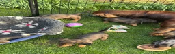 Dachshund dogs for sale: 2 KC Standard Long Haired Dachshund Puppies - Advert 10