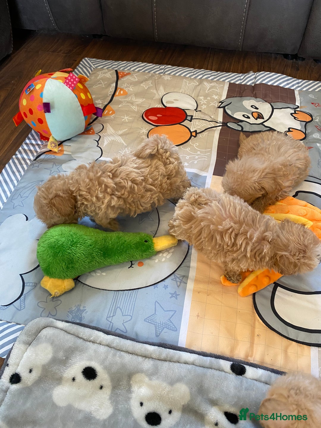 Maltipoo dogs for sale: Tiny Maltipoo Puppies - Image 18