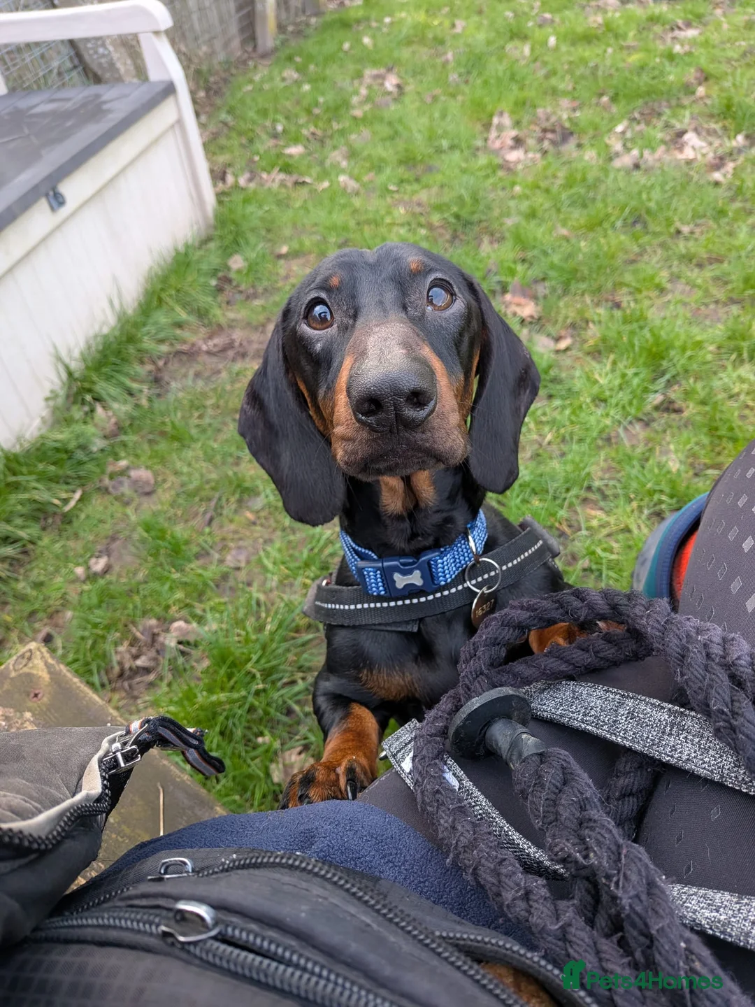 Dachshund dogs for adoption: Sausage - Advert 3