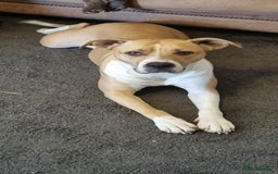 Mixed Breed dogs for sale: Dave Pakistani mastiff × Staffordshire bullterrier - Image 1