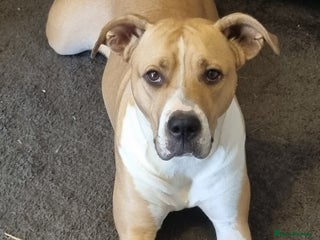 Mixed Breed dogs for sale - Advert 1