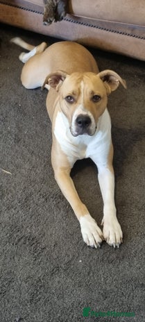 Mixed Breed dogs - Advert 12