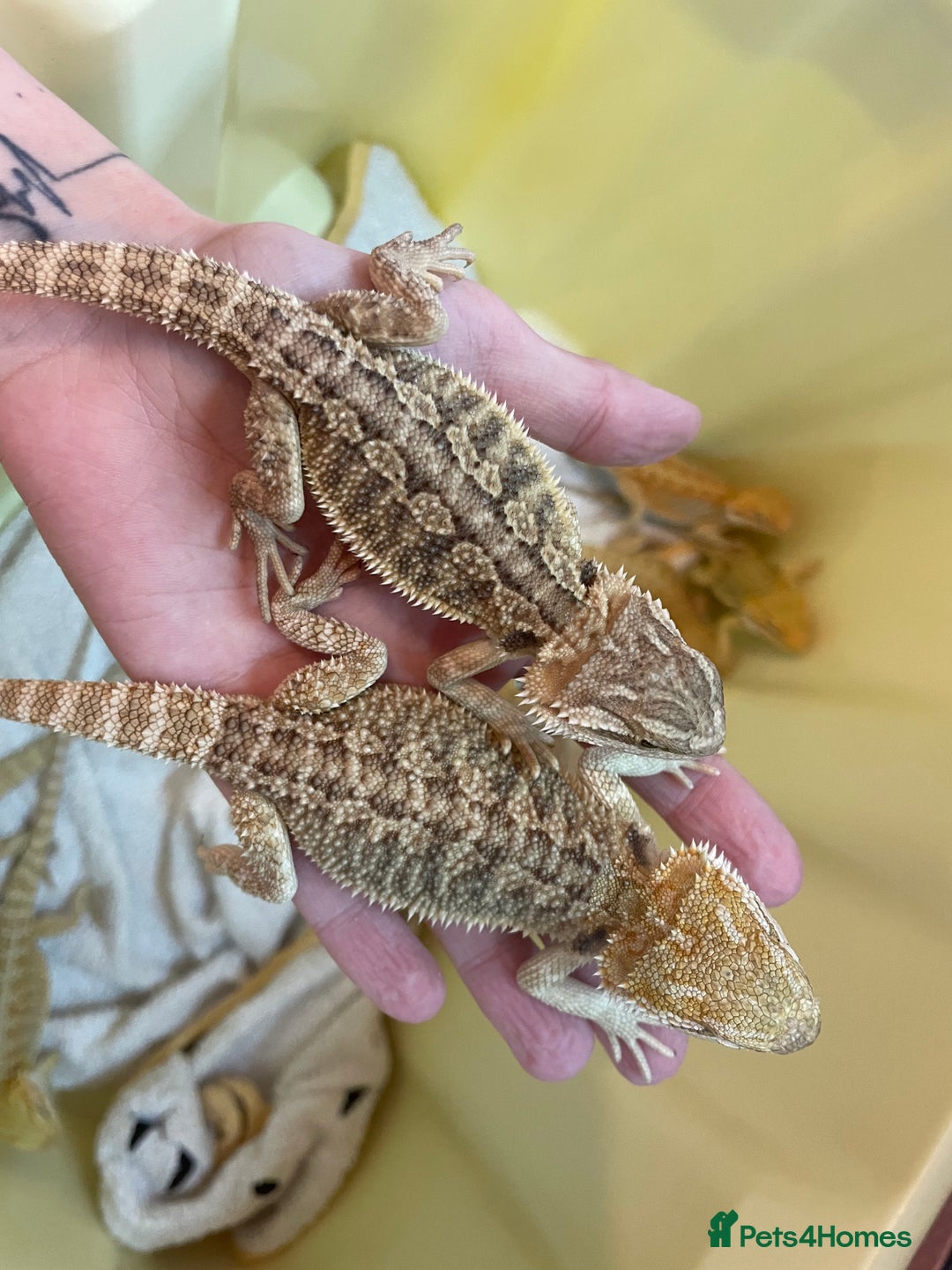 Bearded Dragon reptiles for sale: Baby Hypo Bearded Dragons - Advert 27
