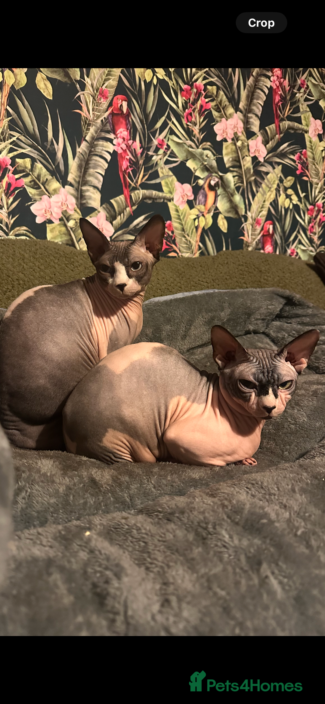Sphynx cats for sale: Male Sphynx – Sidrick – 1½ Years Old - Advert 12