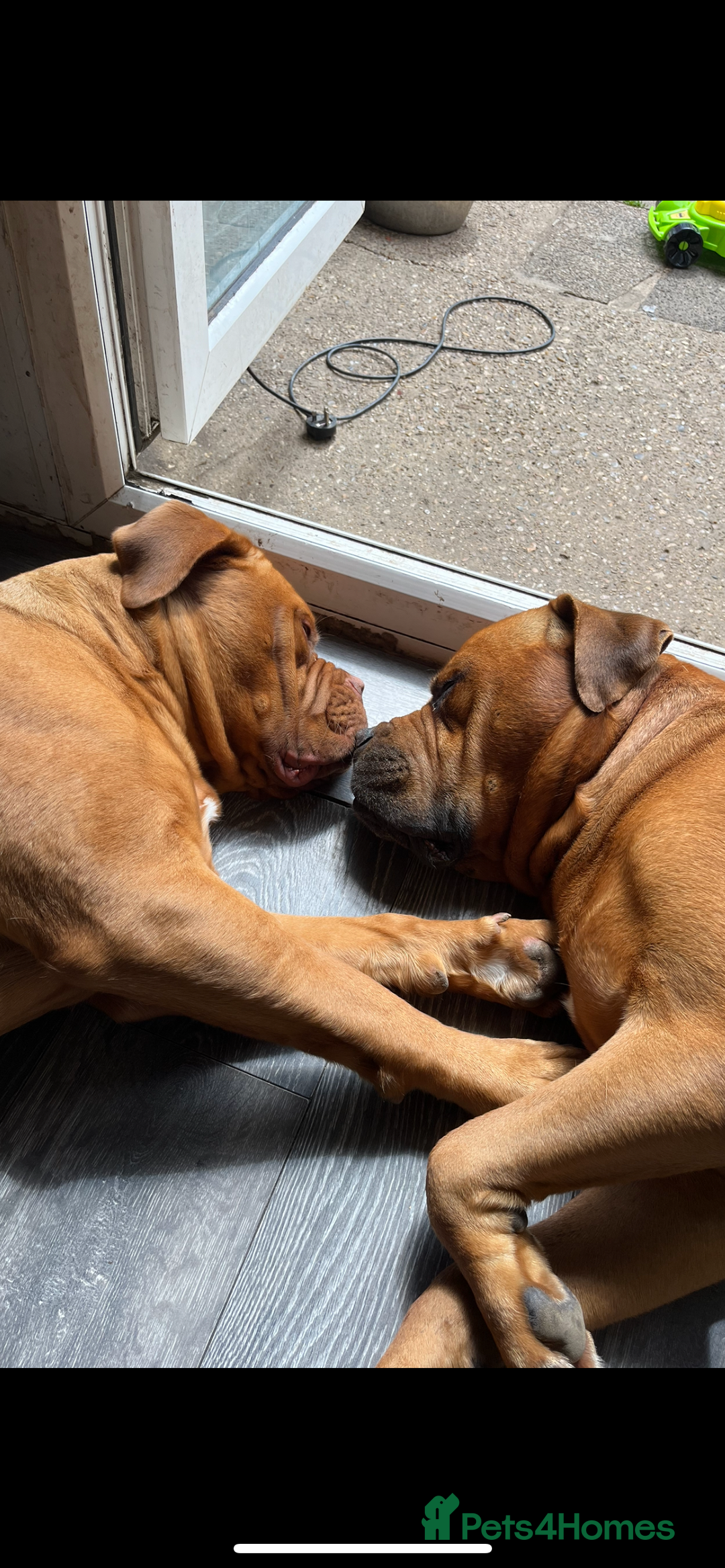 Mixed Breed dogs for sale: Adorable big chunky puppies - Advert 2