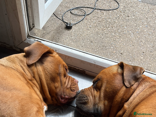 Mixed Breed dogs Adorable big chunky puppies - Advert 1