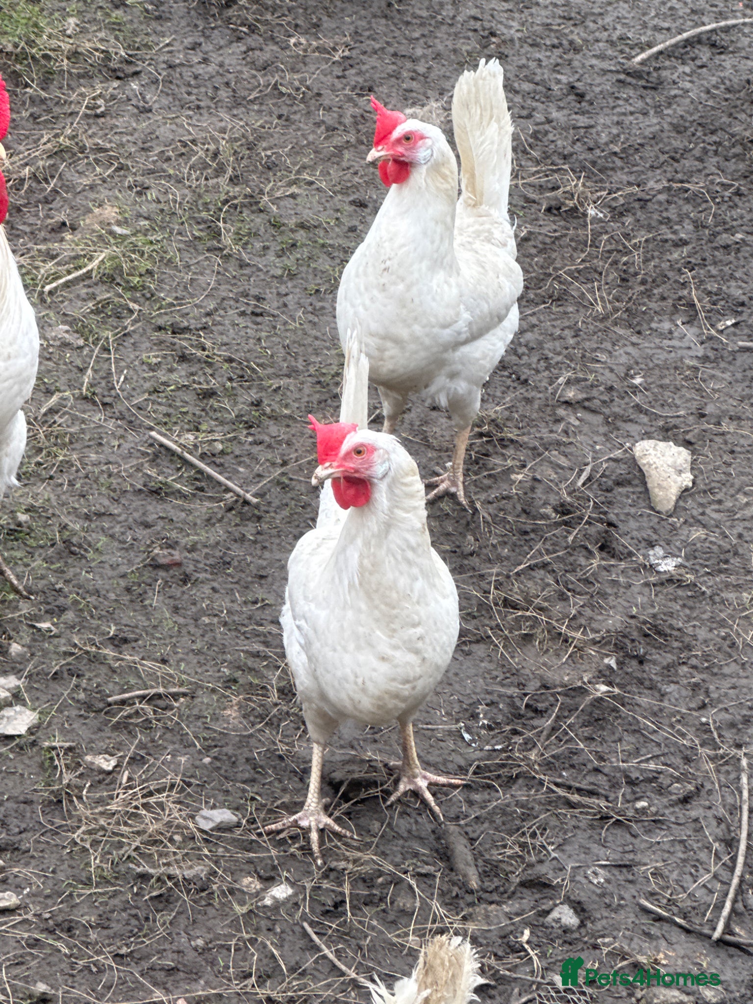 Chickens poultry White leghorns  - Advert 1