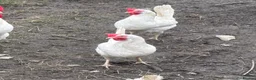 Chickens poultry for sale: White leghorns  in Keighley - Advert 1