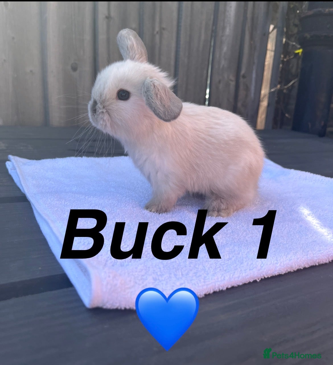 Mini Lop rabbits Gorgeous Pure bred Mini lops - Advert 3