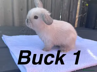 Mini Lop rabbits Gorgeous Pure bred Mini lops - Advert 3