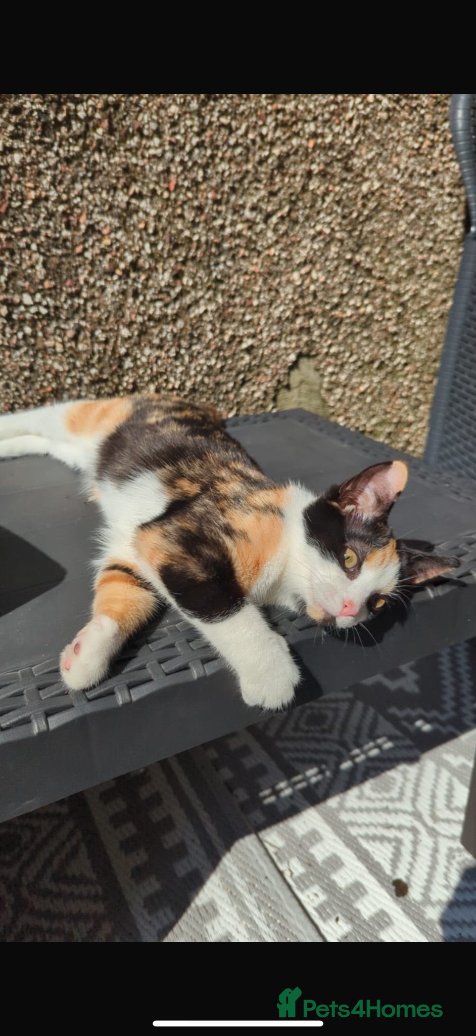 Mixed Breed cats BRYNMAWR KITTENS - Advert 3