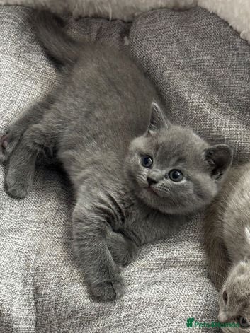 British Shorthair cats Beautiful British Shorthair  Kittens - Advert 7