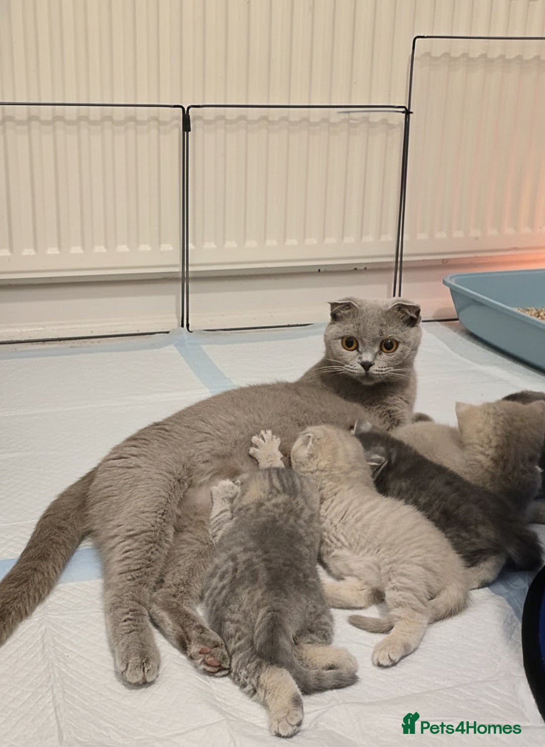 Scottish Fold cats for sale: Gorgeous Scottish Fold and straight kittens - Advert 7