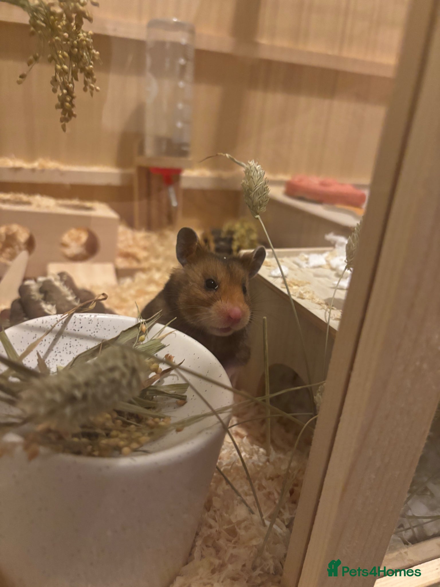 Hamster rodents Syrian hamster  - Advert 5