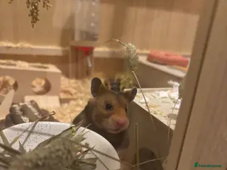 Hamster rodents Syrian hamster - Advert 16