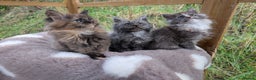 Maine Coon cats for sale: 3 Stunning Maine Coon Kittens  - Advert 8