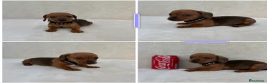 Miniature Dachshund 2