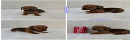 Miniature Dachshund dogs for sale: Dachshund puppies 3 boys 3 girls KC registered - Advert 27