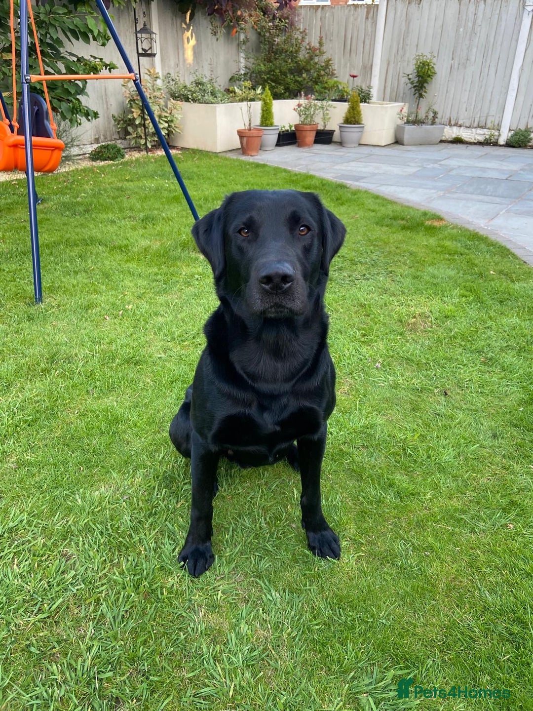 Labrador Retriever dogs for stud: Working Black Labrador Stud - Advert 8