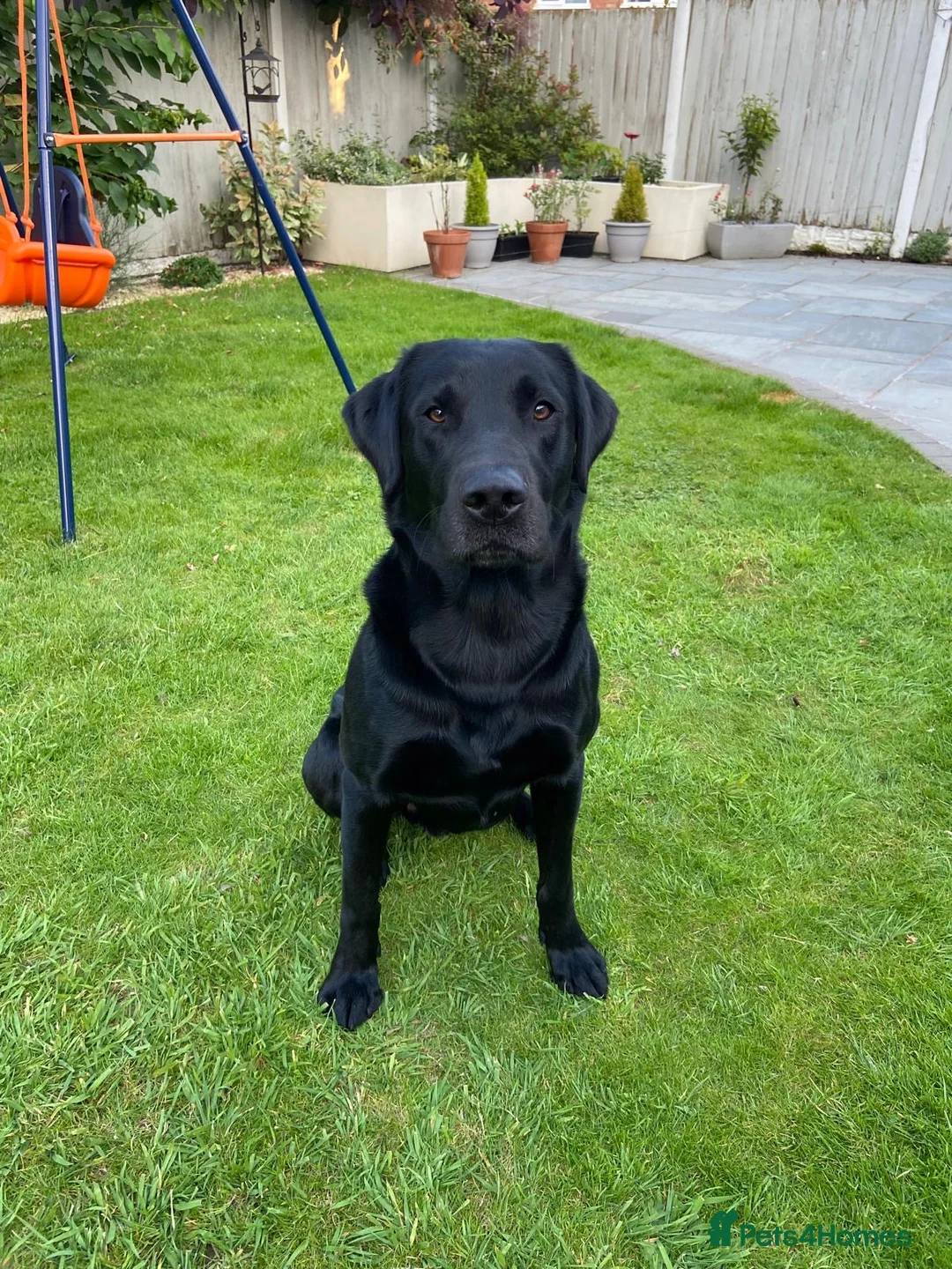 Labrador Retriever dogs for stud: Working Black Labrador Stud - Advert 8