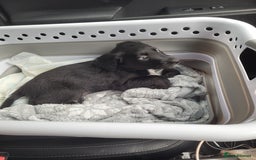 Mixed Breed dogs for sale: Border collie x irish/red setter puppies - Image 4